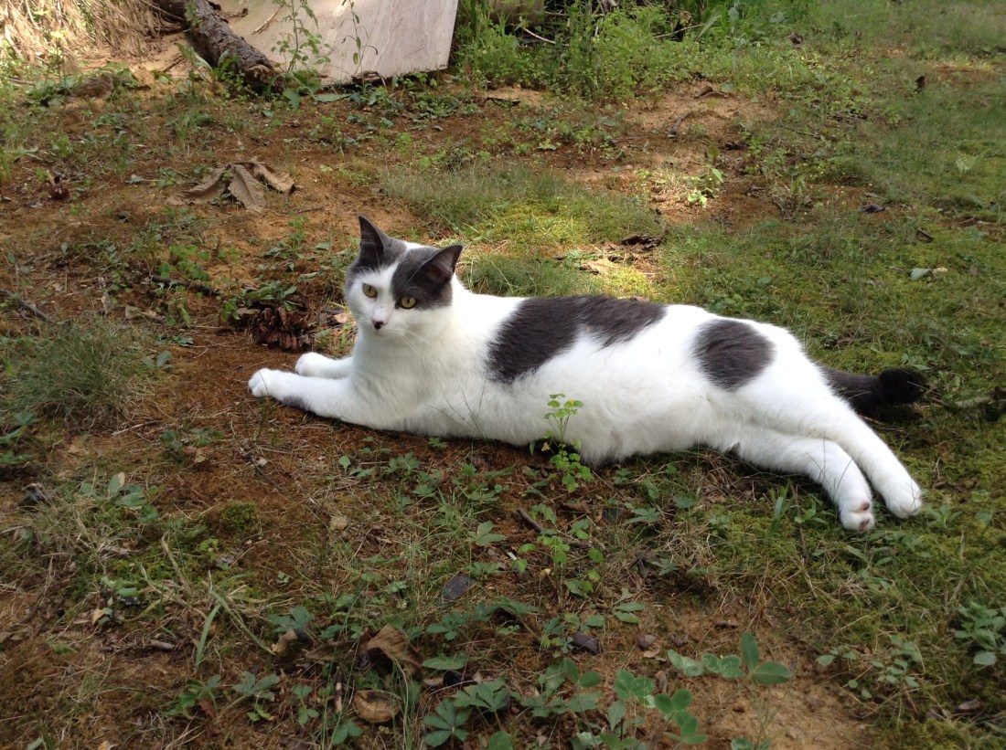 Give me a cat stroller!