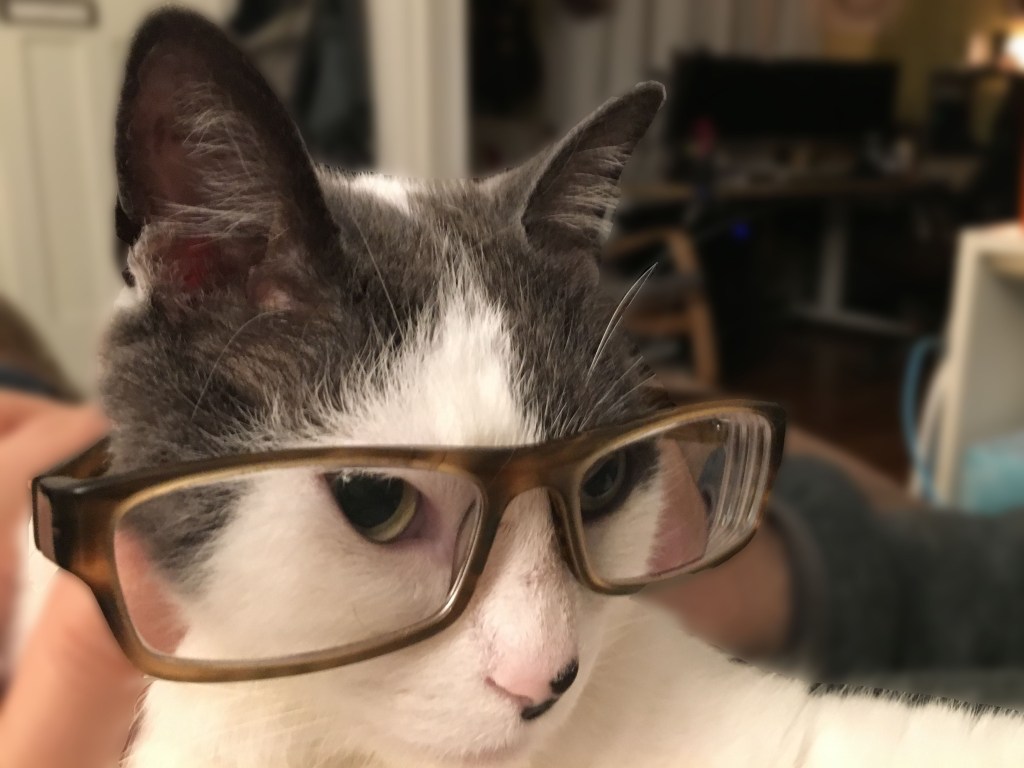 cats look smarter wearing glasses