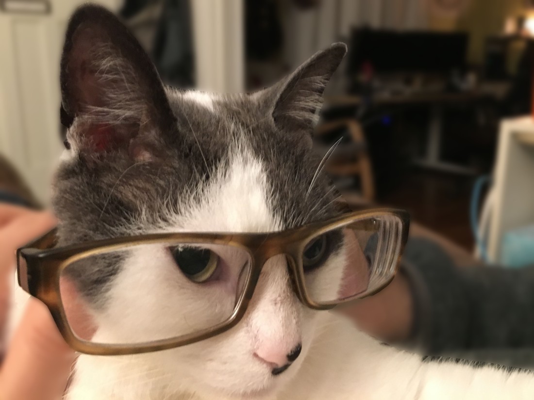 cats look smarter in glasses